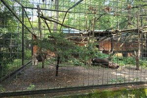 8. A v ZOO